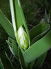 Tulipa Happy Generation (2015, April 07)