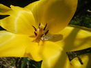 Tulipa Candela (2014, April 13)