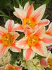 Tulipa Quebec (2015, April 15)
