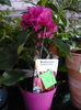 bougainvilee de vanzare 30lei