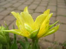 Tulipa Yellow Spider (2015, April 15)