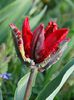 19.04.2015 timid, dar incepe inflorirea