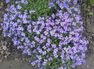 AUBRETIA