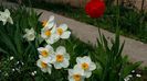 Narcise Flower record