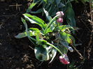 plante inghetate