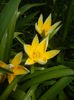 Tulipa Tarda (2015, April 15)