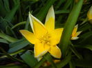 Tulipa Tarda (2015, April 15)