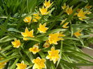 Tulipa Tarda (2015, April 15)