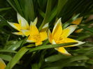 Tulipa Tarda (2015, April 15)