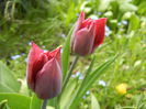 Tulipa Negrita (2015, April 15)