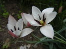 Tulipa Peppermint Stick (2015, April 16)