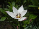 Tulipa Peppermint Stick (2015, April 16)