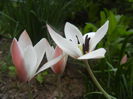 Tulipa Peppermint Stick (2015, April 16)