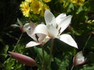 Tulipa Peppermint Stick (2015, April 16)