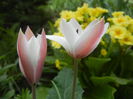 Tulipa Peppermint Stick (2015, April 16)