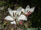 Tulipa Peppermint Stick (2015, April 16)