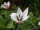 Tulipa Peppermint Stick (2015, April 16)