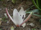 Tulipa Peppermint Stick (2015, April 16)