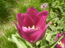 Tulipa Purple Flag (2015, April 16)