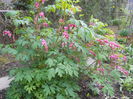 Dicentra spectabilis