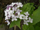Lunaria annua