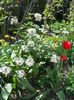 Viburnum carlesii
