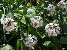 Viburnum carlesii