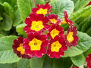 Primula?
