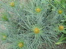 Asphodeline lutea