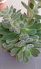 Echeveria setosa