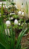 Leucojum aestivum