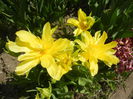 Tulipa Yellow Spider (2015, April 16)