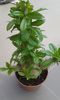 Pachipodium saundersii