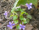viola Konigin Charlotte