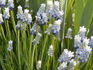 muscari Peppermint