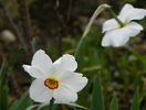 narcise Actaea