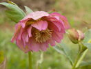 helleborus Double Ellen Pink