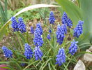 muscari