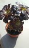 Aeonium arboreum