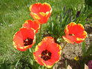Tulipa Banja Luka (2015, April 16)