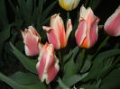 Tulipa Quebec (2015, April 16)