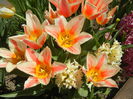 Tulipa Quebec (2015, April 16)