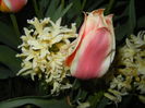 Tulipa Quebec (2015, April 16)