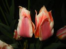 Tulipa Quebec (2015, April 16)