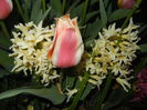 Tulipa Quebec (2015, April 16)