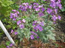 lunaria