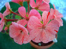 pelargonium pepermint pink