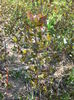 aronia imbobocita