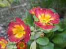 Primula polyanthus Red (2015, April 11)