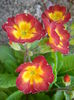 Primula polyanthus Red (2015, April 11)